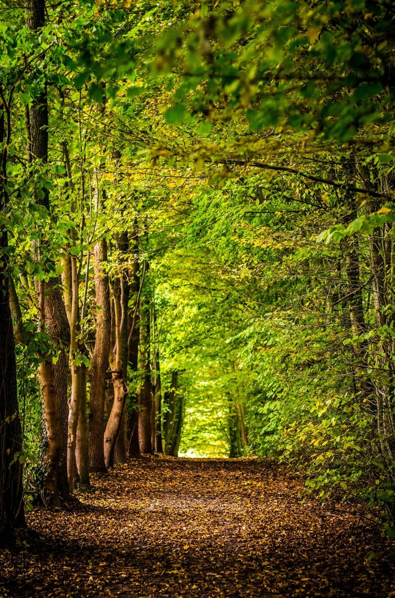 Un sentier forestier sous une voûte de feuillage vert