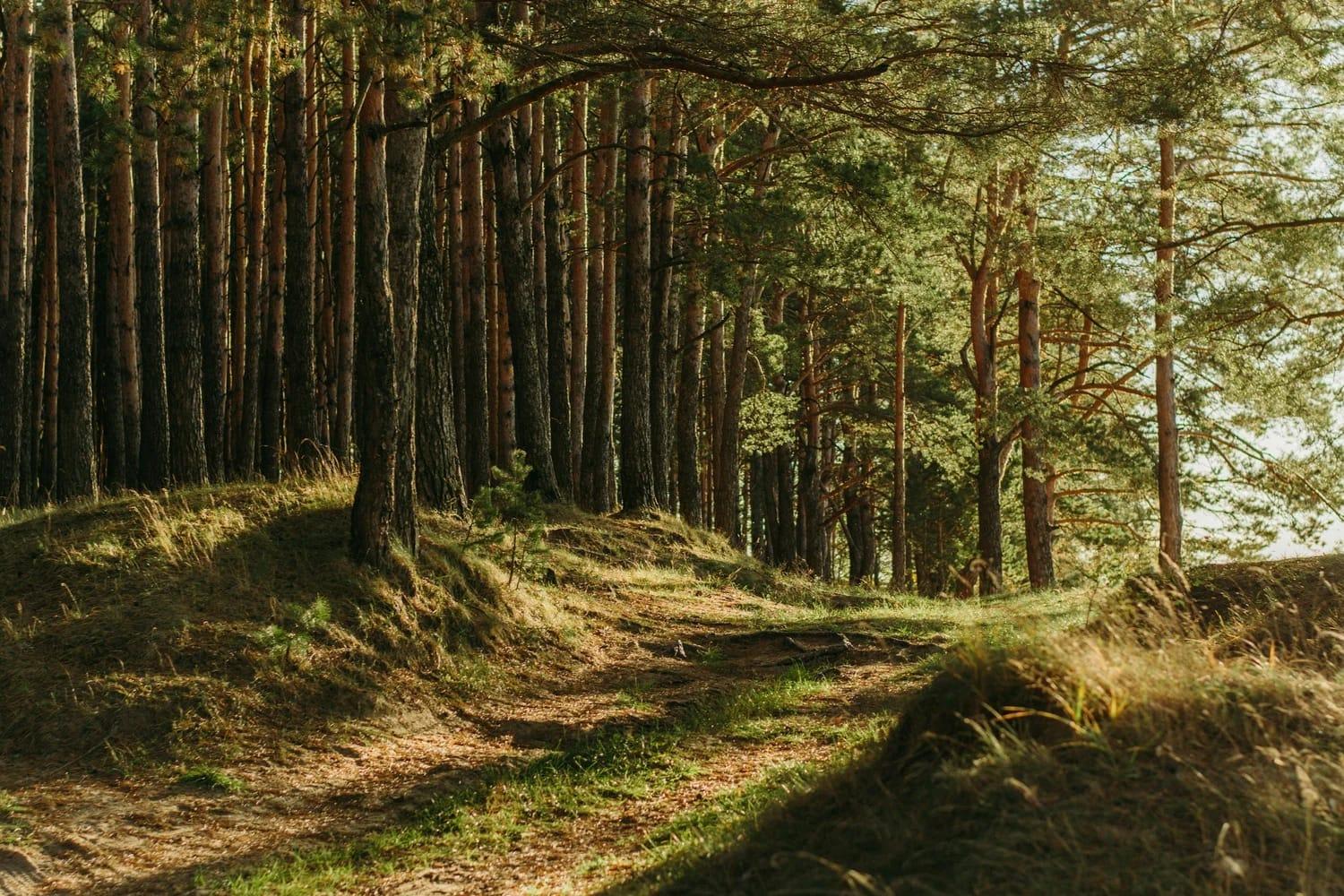 Un sentier forestier baigné de soleil, entouré de grands arbres et d’une végétation verdoyante